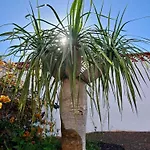 Casa Drago